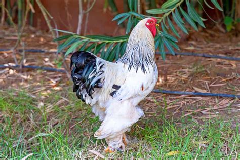Brahma Chicken Breed Profile Pictures And Care Guide