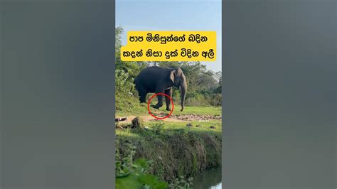 කැඩිච්ච කකුලක් එක්ක ජීවත් වෙන සද්දන්තයා🥹🐘shortvideo Shorts Tiktok