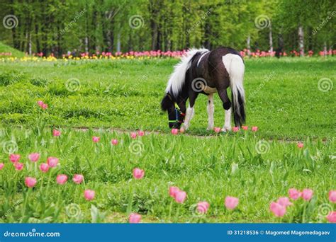 Horse And Tulips Royalty Free Stock Image Image 31218536