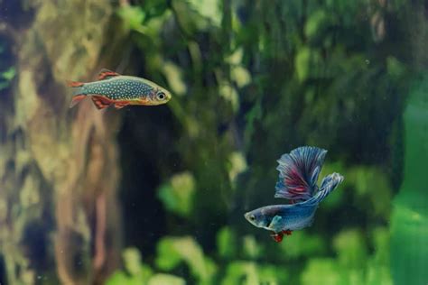 Harmony In The Aquarium The Celestial Pearl Danio And Betta Connection