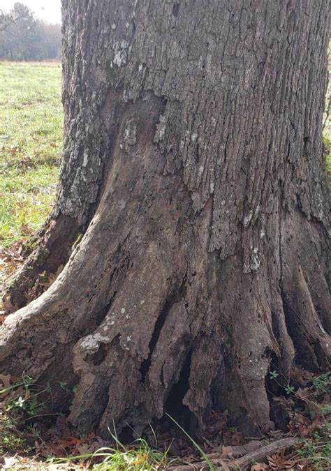 Any Way To Heal A Damaged White Oak Walter Reeves The Georgia Gardener