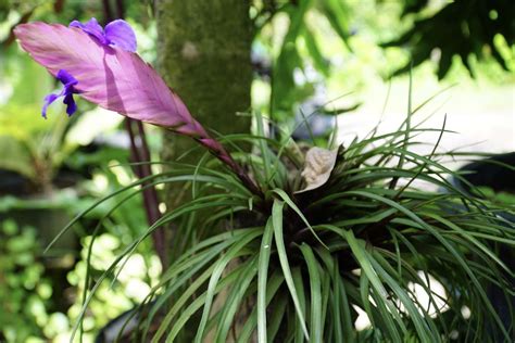 Tillandsia Cyanea Plant Care Growing Guide