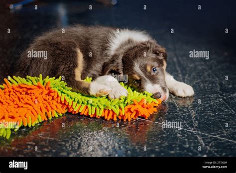 Border Collie Puppy Playing With Colorfull Toy Stock Photo Alamy