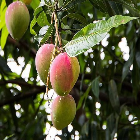 Ixora Mango Sindhu Seedless Variety Grafted Aam Fruit Live Plants