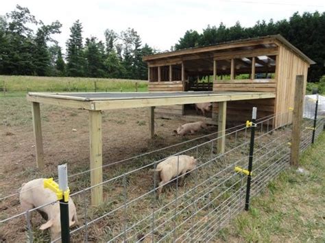 These Pigs Have This Wonderful Hog House And Shaded Arbor In Their