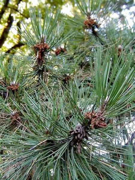 Pin Noir D Autriche Pinus Nigra Le Jardin Du Pic Vert