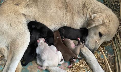 pet dog population spikes  india  softcopy