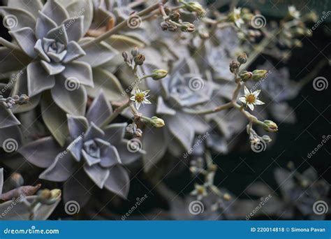 Graptopetalum Paraguayense Plant I Bloom Arkivfoto Bild Av Texturerat