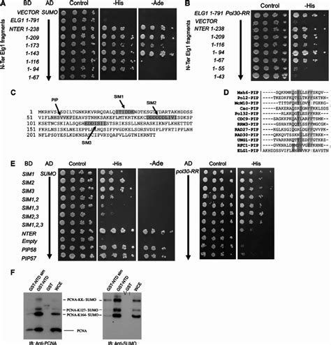 Sim And Pip Motifs Mediate The Interaction Between Elg1 Pcna And Sumo