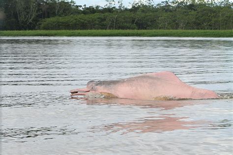 An Lises Sobre Mortes De Botos No Am Devem Sair Em At Uma Semana