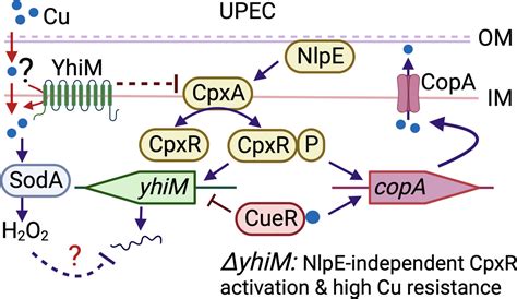 The Inner Membrane Protein YhiM Links Copper And CpxAR Envelope Stress