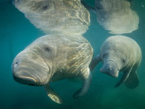 After record Florida manatee deaths, environmental groups sue to ...