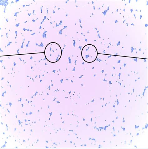 Lab Exam One Bacteria Shape And Arrangement Flashcards Quizlet