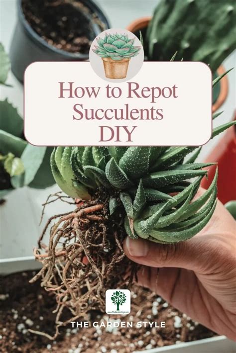 How To Repot Succulents A Beginners Guide The Garden Style