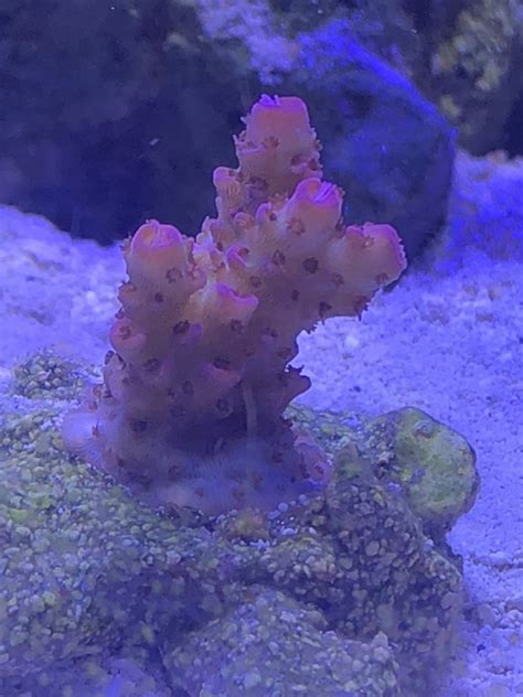 New millepora | Reef2Reef