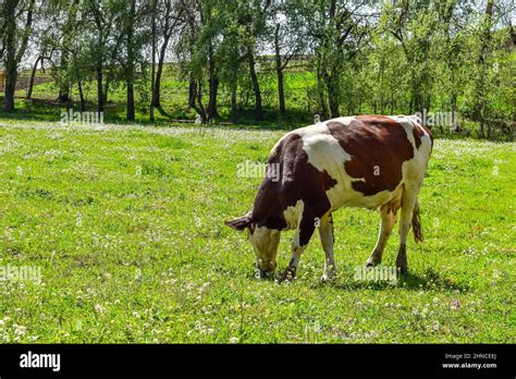 Dairy Cow Eat Grass In The Meadow On A Spring Day Farm Concept Stock