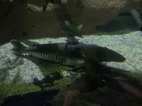 Tiger Shovelnose Catfish Animals Discover Deep Sea World