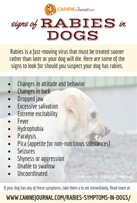 Rabies Symptoms In Dogs