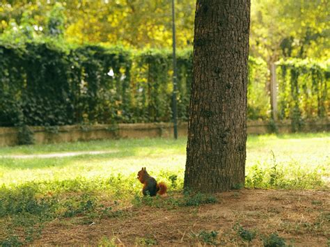 Pipal Tree Photos, Download The BEST Free Pipal Tree Stock Photos & HD ...