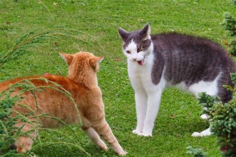 Cat Fights What To Know To Do Interfere Or Not Pets Feed