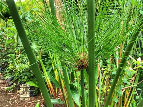 Add An Elegant Exotic Element To Your Garden With Cyperus Papyrus