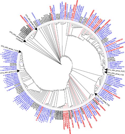 Phylogenetic Tree Showing The Location Of Amplicon Sequence Variants