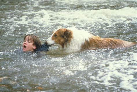 Lassie 1994