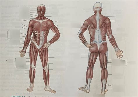 Muscular System Diagram Quizlet