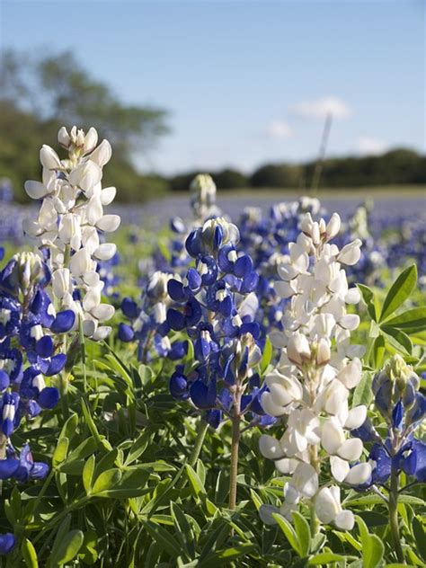 40+ Free Bluebonnets & Nature Images - Pixabay