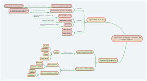 Organizaci N Anat Mica Y Funcional Del Sistema Ne Mindmeister Mapa