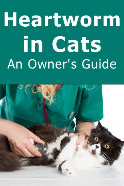 Heartworm In Cats - An Owner's Guide - TheCatSite