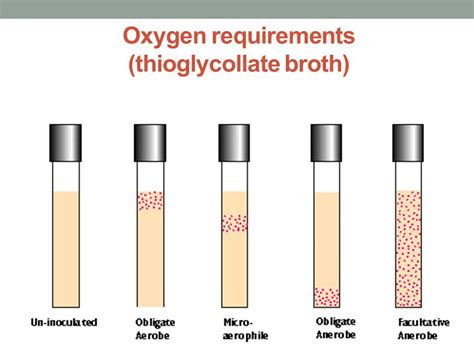 Thioglycollate Broth- Composition, Principle, Preparation,, 48% OFF