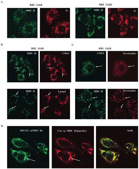 Mhc Class Ii Complexes Are Mainly Retained In Lysosomes And Secretory