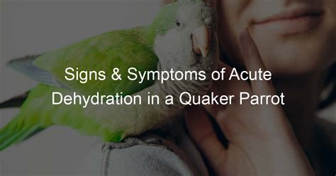 Signs Symptoms Of Acute Dehydration In A Quaker Parrot