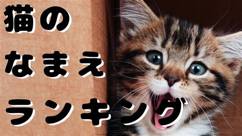 猫の名前ランキング〜今人気の名前はこれ〜 Youtube