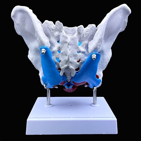 Buy Female Pelvis Anatomy Model With Pelvic Floor Muscles