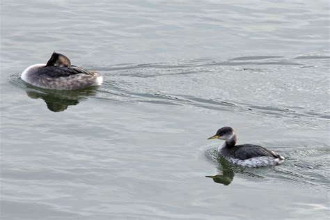 Серощекая поганка Red Necked Grebe With Great Crested Gr Flickr