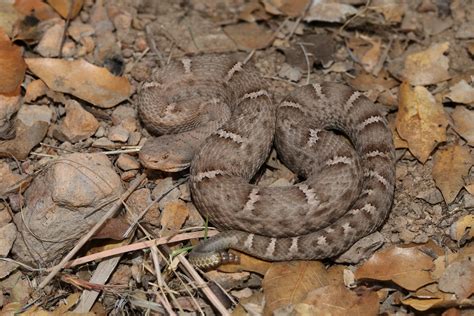 New Mexico Ridge Nosed Rattlesnakes Flickr