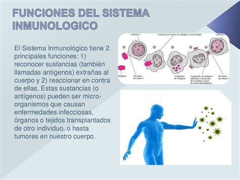 Partes Del Sistema Inmunologico