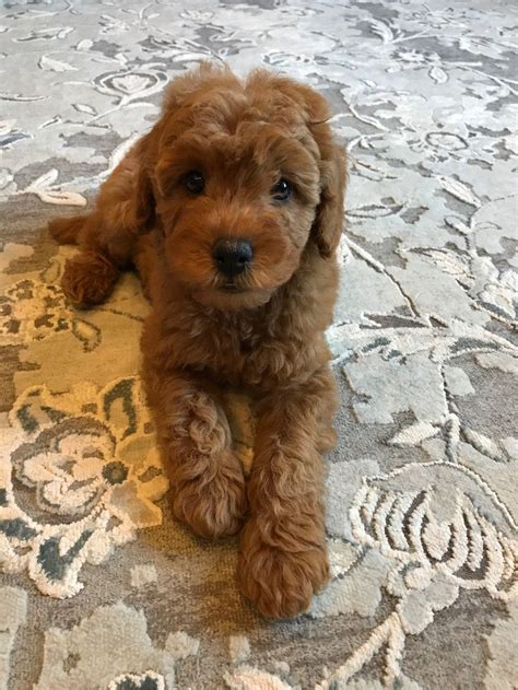 Our Mini Goldendoodle 8 Week Old Mini Goldendoodle Dynamic Rugs