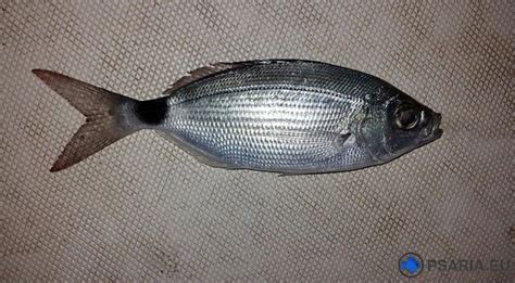 Μελανουρι | Fish, Food