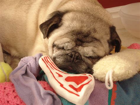 Sleeping Pug by beccaecka on DeviantArt