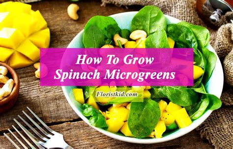 How To Grow Spinach Microgreens History And Benefits