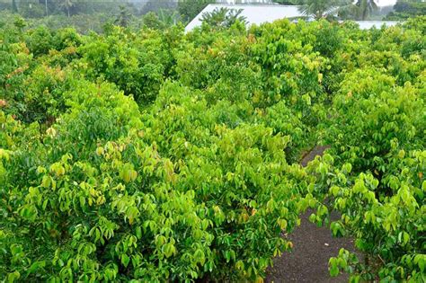 10 Cinnamomum Zeylanicum Verum Ceylon True Cinnamon Seeds Etsy