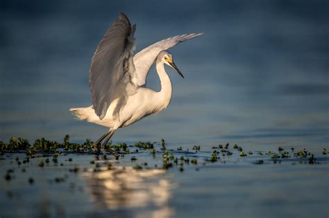 A Nikon D850 Review For Wildlife And Nature Photographers By Steve