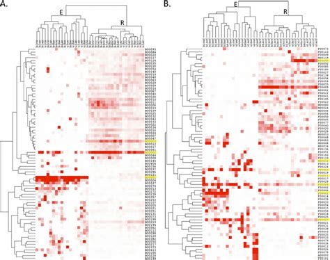 Heat Map And Hierarchical Cluster Analysis Based On The Relative