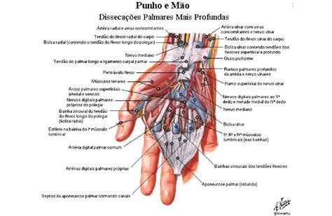 M Sculos Da M O Anatomia Papel E Caneta