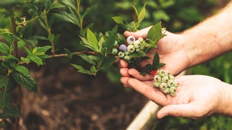 A Comprehensive Guide To Growing Blueberries In Raised Beds