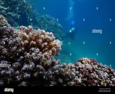 Ecosistema Di Barriera Corallina Immagini E Fotografie Stock Ad Alta