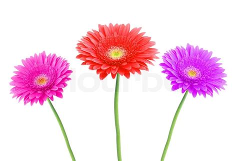 Tre smukke gerbera daisy blomster isoleret på hvid baggrund stock